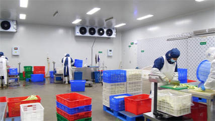 探访“净菜工厂” 东营市东营区如何日均产出25吨“鲜”保障